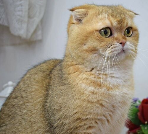 Scottish fold