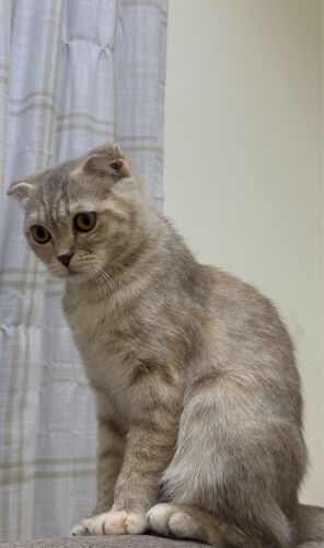 female cat 1 year old