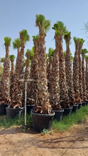 توريد وزراعة النخيل والوشنطنيا