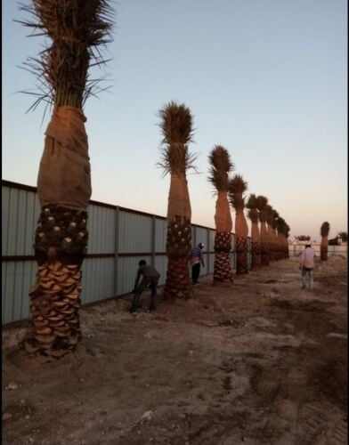 زراعة النخيل