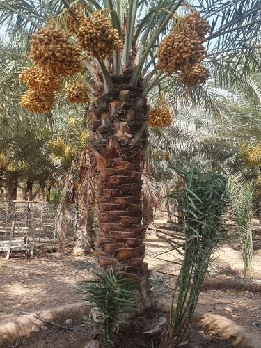توريد وزراعة النخيل المنتج