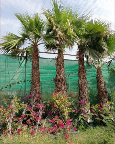 زراعة النخيل والوشنطنيا وزينه