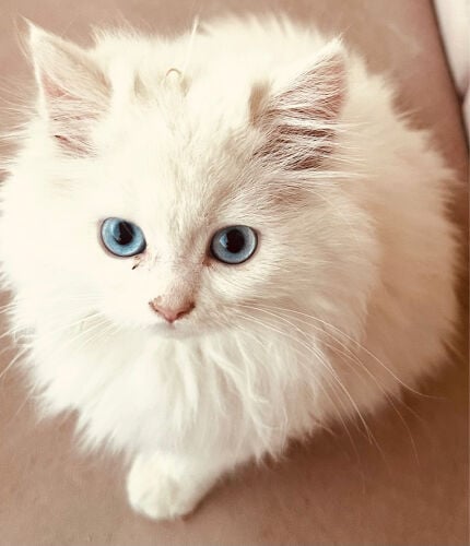 white cat 2 months old