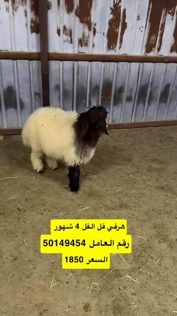 هرفي فل أنتاج العزبة ٤ شهورر
