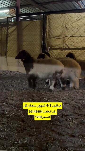 هرافي انتاج العزبه بلديه شرط سمين