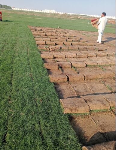 زراعة العشب الطبيعي