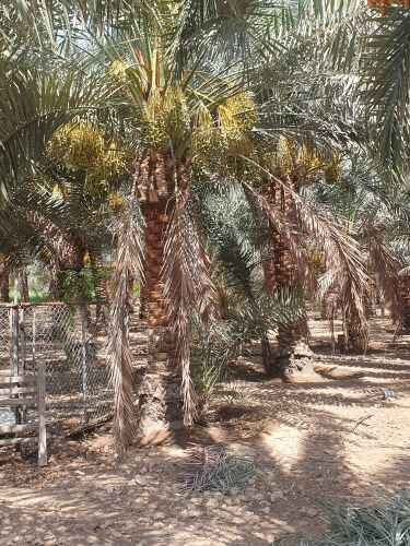 توريد وزراعة النخيل