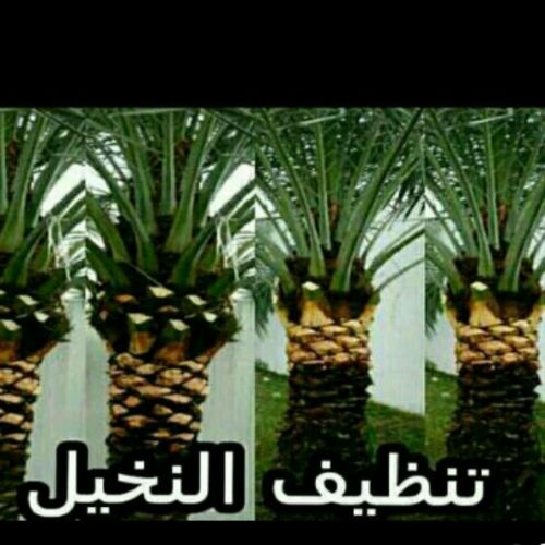 تنظيف وتركيب النخيل 55079950
