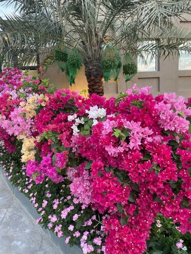 عشب اخضر طبيعي 55079950