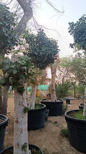 اشجار