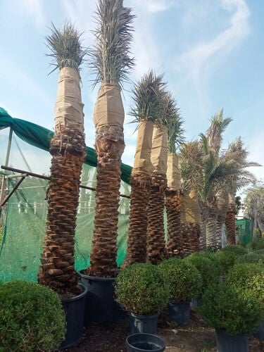 زراعة النخيل