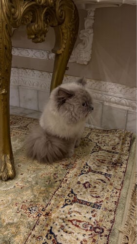 العمر سنه