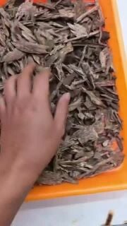oud kalimantan mini&duga
