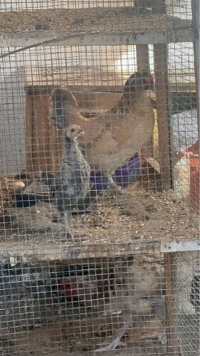 دجاجه مع صوص 