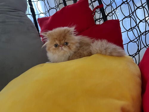 Cute Persian kitten