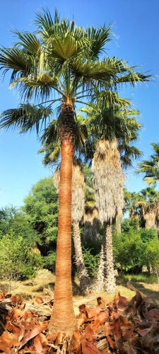 وشنطنيا اسباني