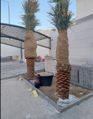 زراعه النخيل 