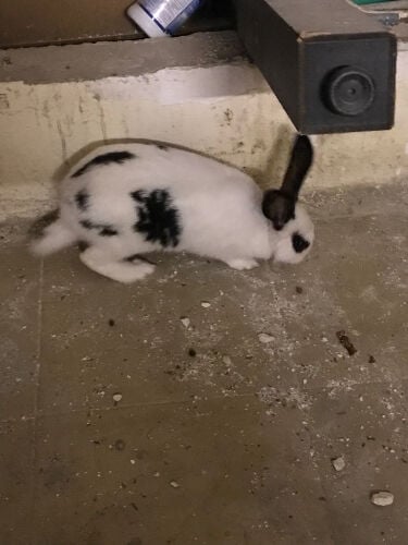 beautiful rabbit