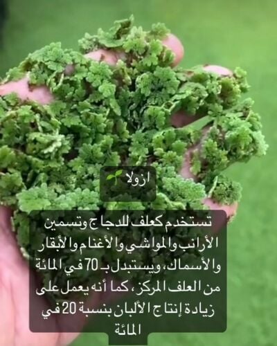 ازولا للحلال نسبة بروتين عالي