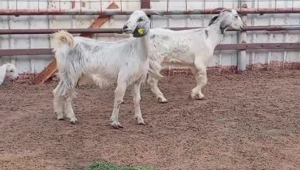 معزه بيض مهجنه رحبيات طيبه