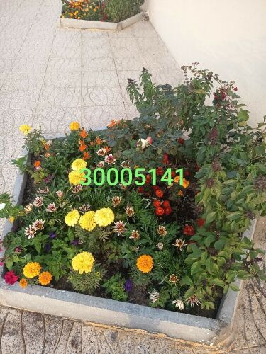 مهندس زراعي