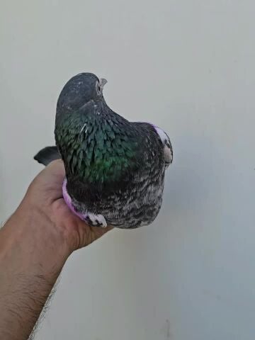 ازواج بنكا وفيروز بوري بيور