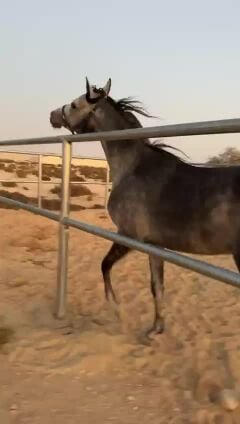 خيل