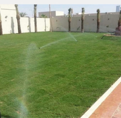 عشب ونخيل