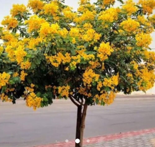 زراعه الأشجار