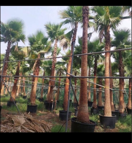 زراعه الوشنطنيا