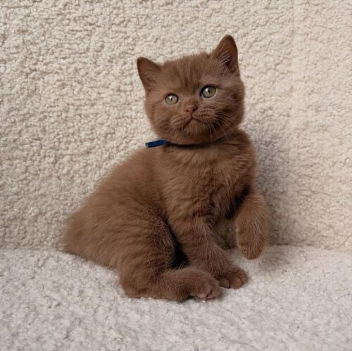 British short hair kitten