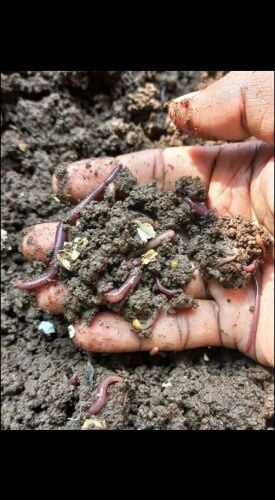 earthworms