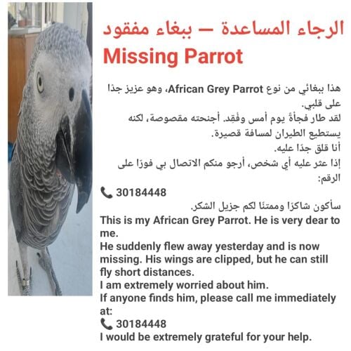African grey parrot