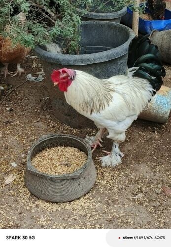 دجاجه مع فروخها