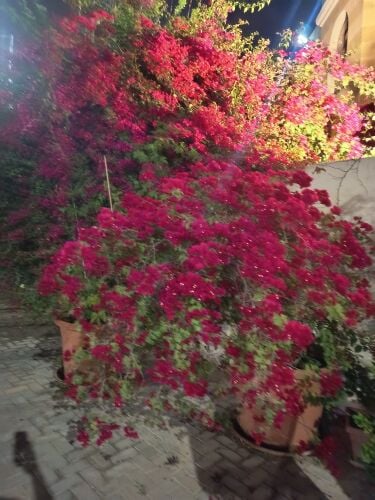 مهندس زراعي