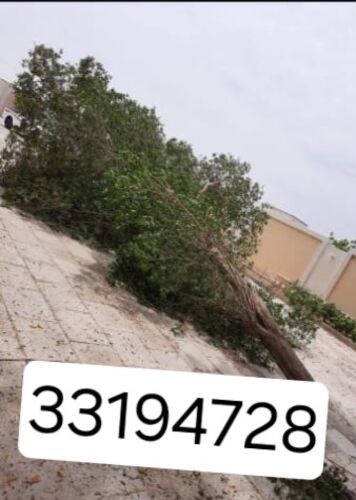 نقوم بتقطيع الاشجار والنخيل