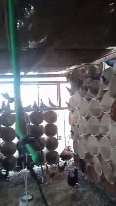 pigeon