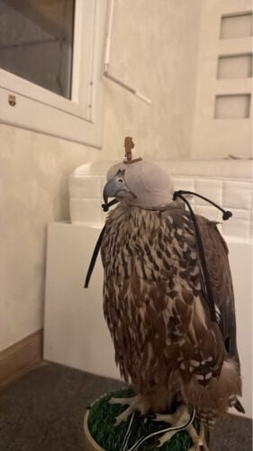 جير حر