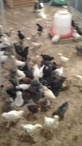 فروخ دجاج بلدي