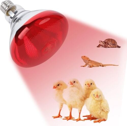 BIRDS HEATING BULB