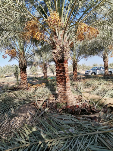 منسق ومصمم حدائق 55504810