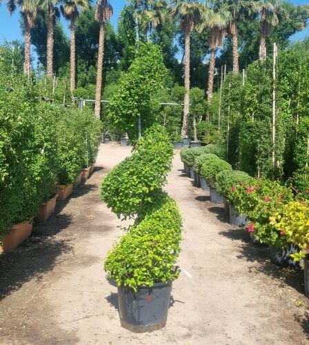 Garden decor and agriculture