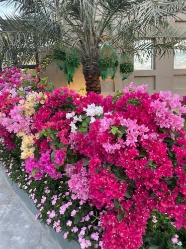 تربه زراعيه مخلوطه 55504810