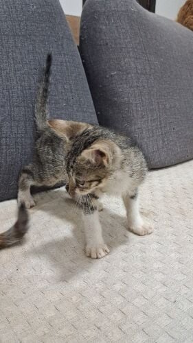 cats for adoption