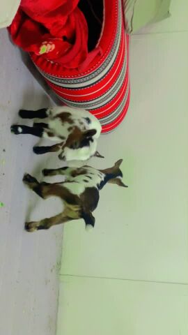 للبيع زكر قزم بيور اصلي يشرب حليب