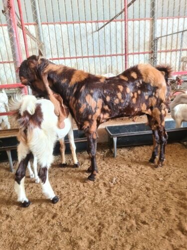 فحل باكستاني أصيل صنف من نوادر