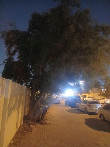 Ahmed for cutting tree