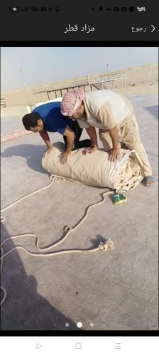 فك ونقل وتغليف وتخزين الخيام