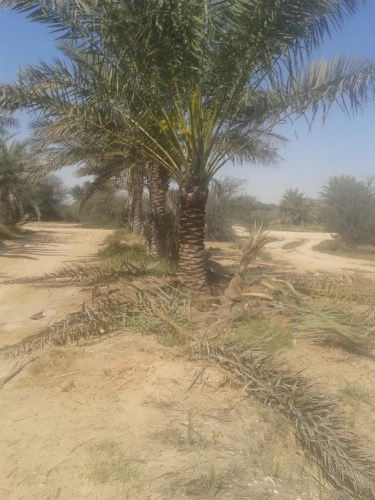 تنظيف النخيل 55504810