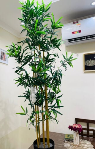 ايكيا - نباتات داخلية - ديكور